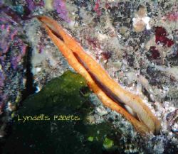 Diving in the Pacific northwest, you often see this smile... by Lyndell Weldon 